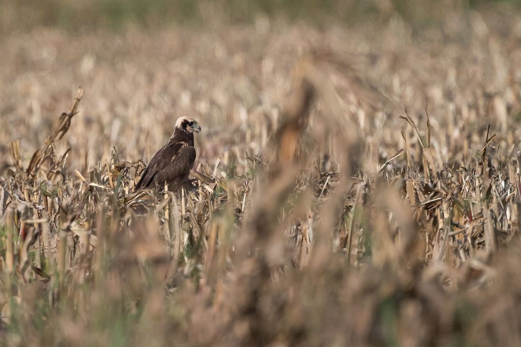 Falco di palude